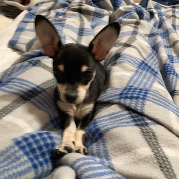 Meet your Posher, Angela - Picture 1 of 1